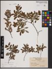 Foto von Salix aurita L. x Salix myrtilloides L.